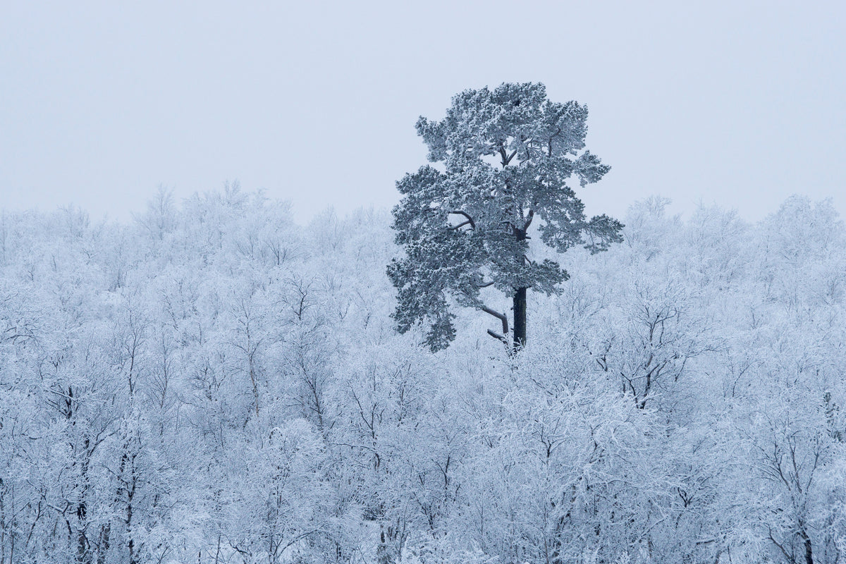canvas-print-first-snow-x