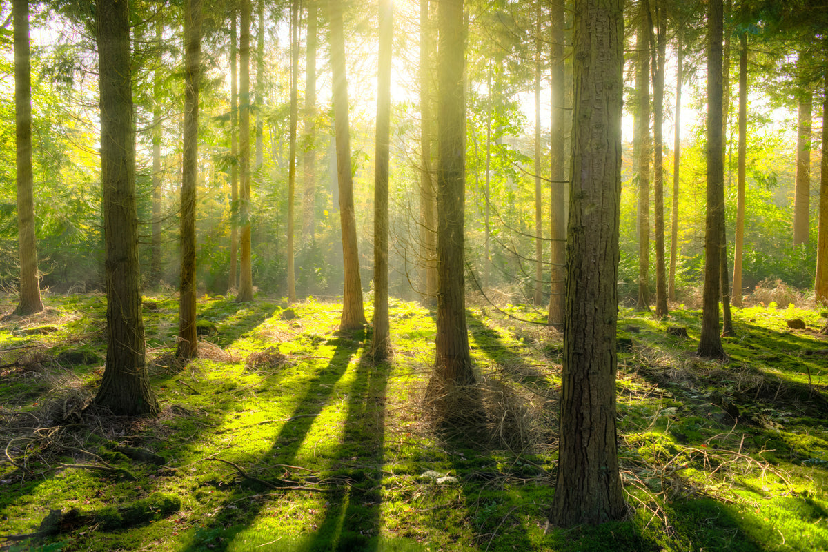 poster-print-in-the-middle-of-the-woods