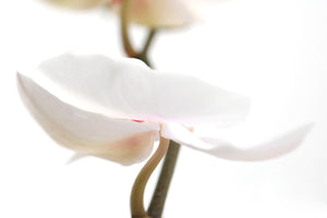 modern-3-piece-aluminium-print-xxl-orchid-flower