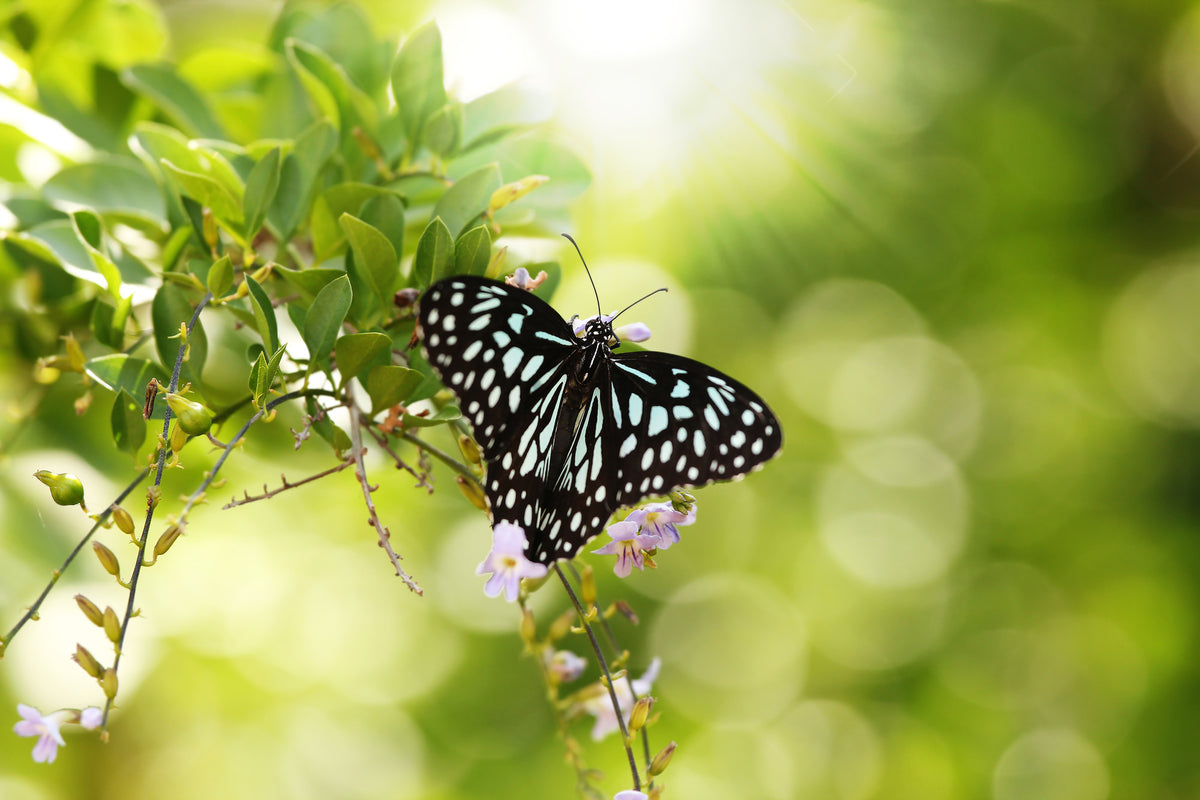 aluminium-print-papilio-butterfly-xxl