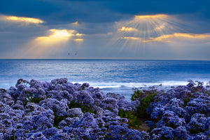 modern-3-piece-aluminium-print-lavender-and-sea