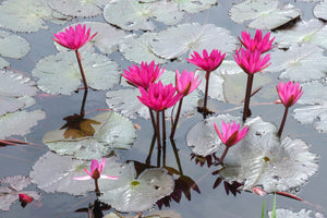 acrylic-print-jump-in-the-lily-pond