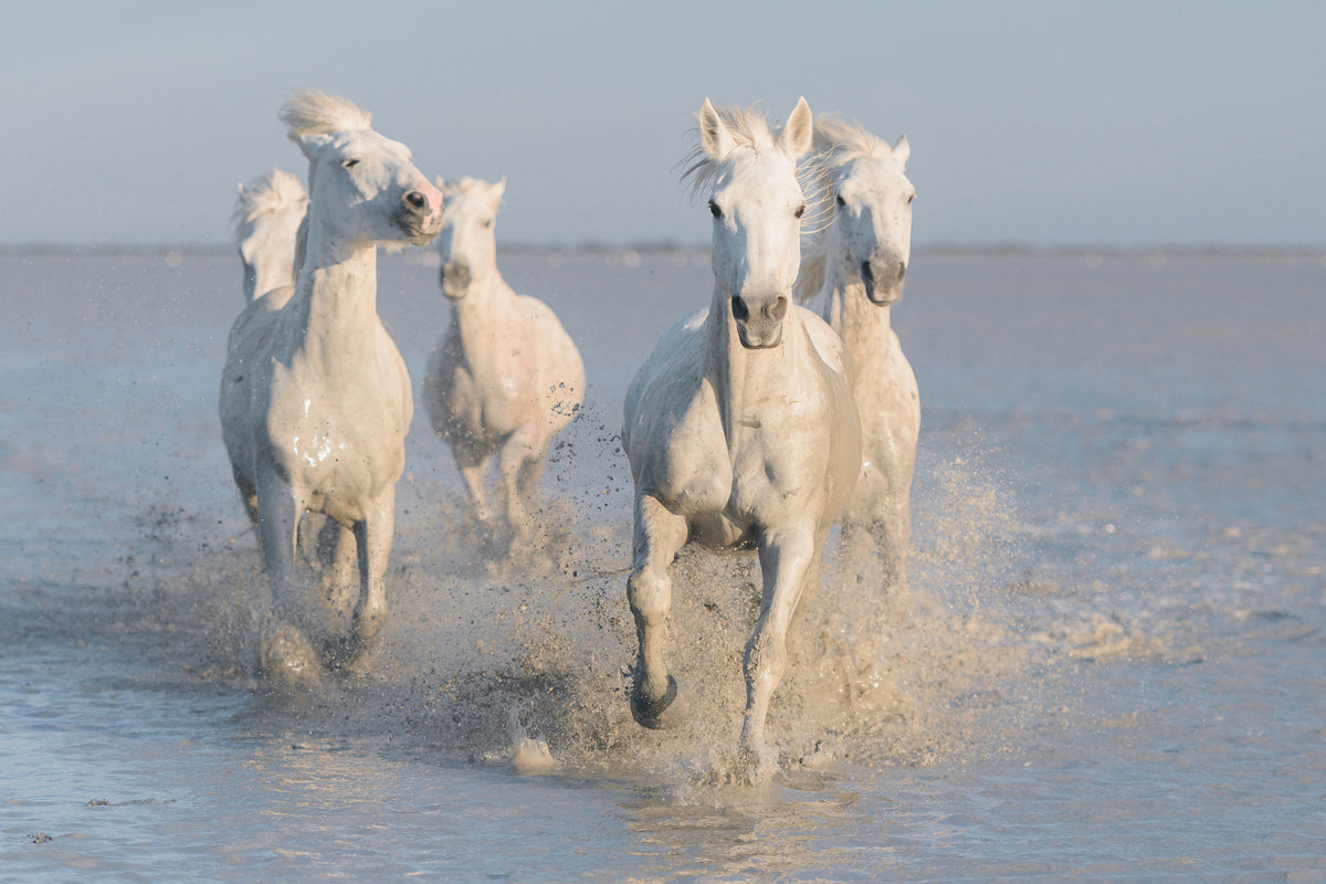 framedposter-print-horses-xue