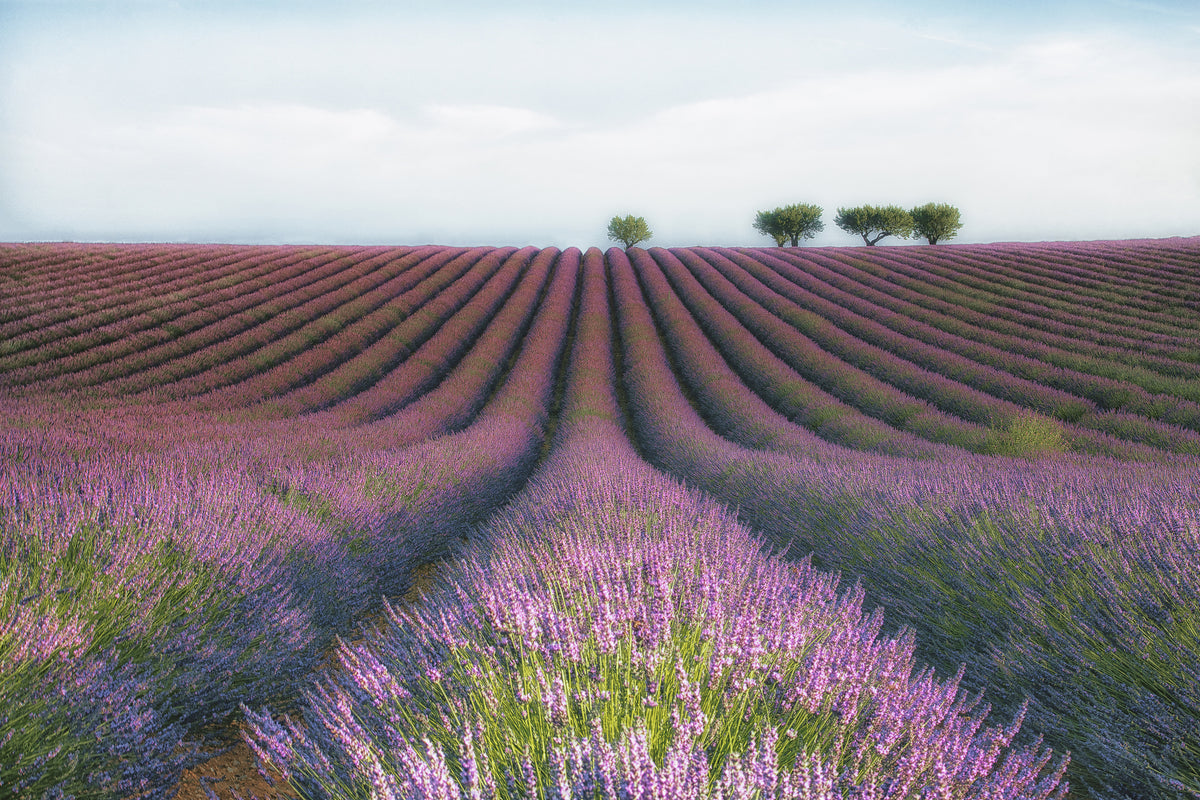 poster-print-velours-de-lavender