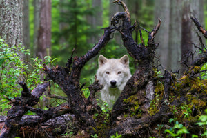 aluminium-print-wolf-x