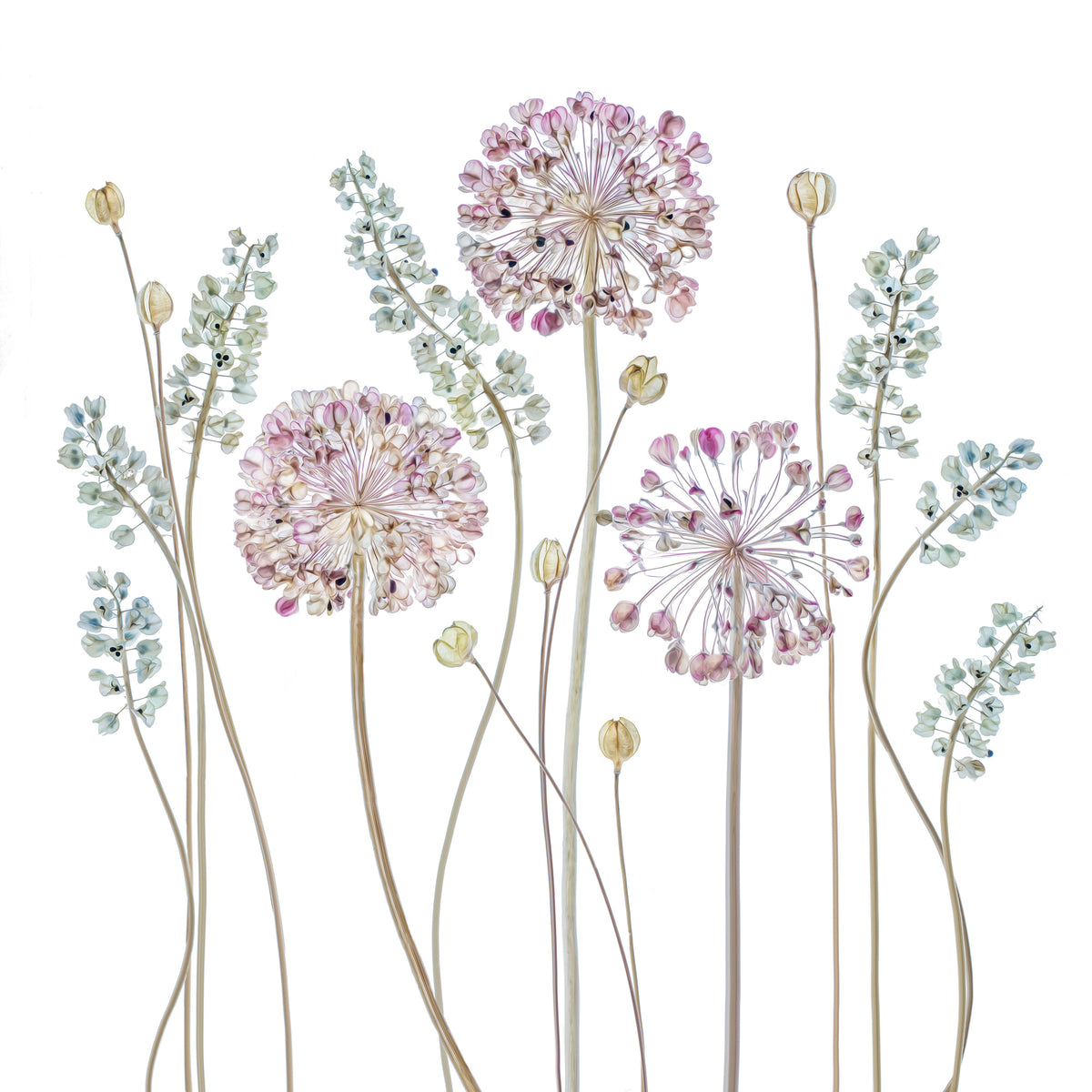 4-piece-acrylic-print-allium-a