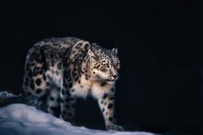 poster-print-snow-leopard-x