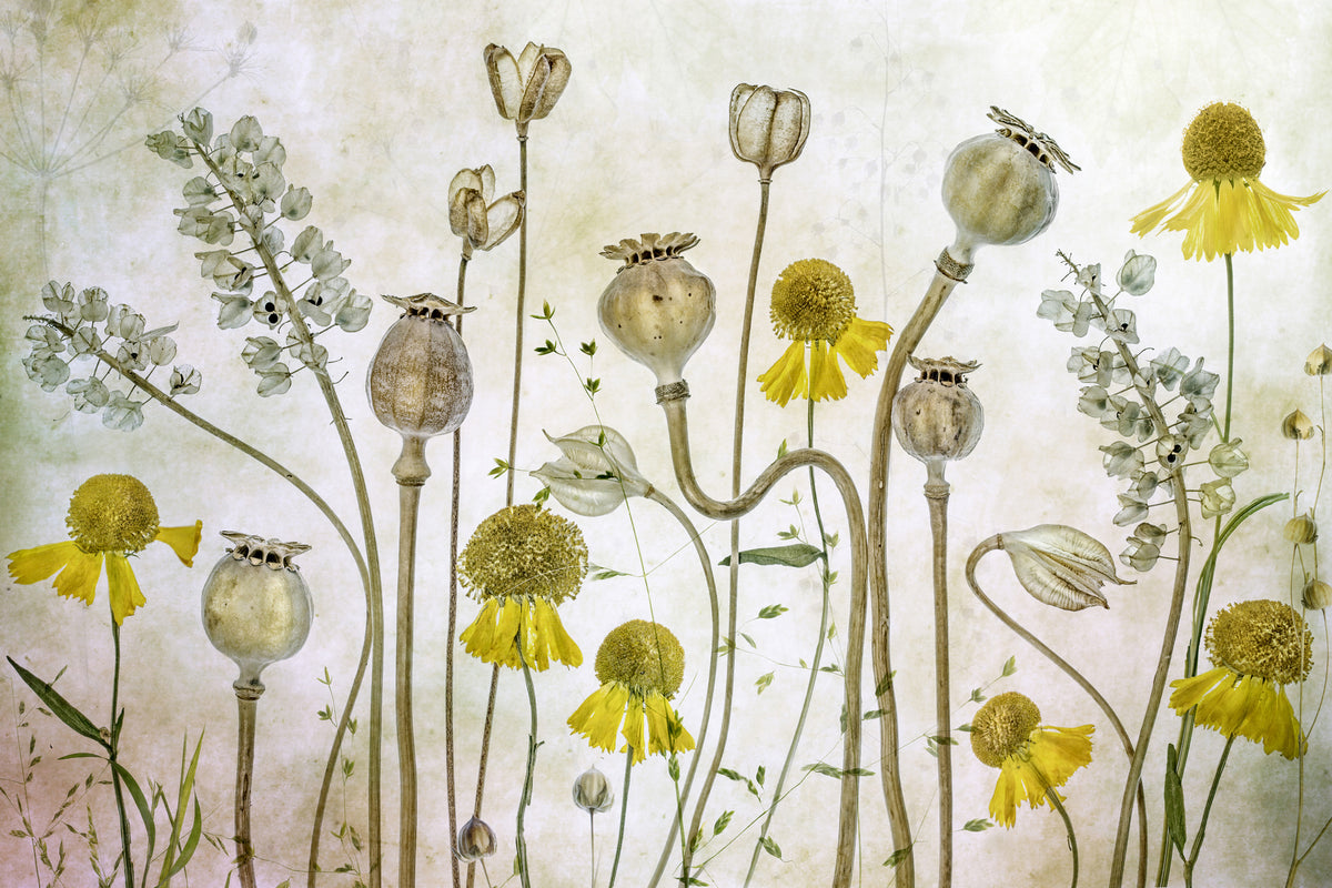 framedposter-print-poppies-and-helenium-x