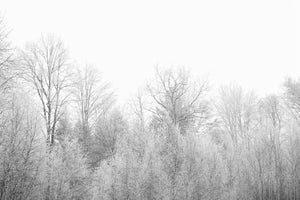 poster-print-birches-in-the-snow