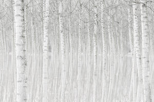canvas-print-trees