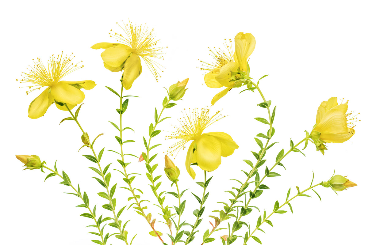 canvas-print-hypericum-x