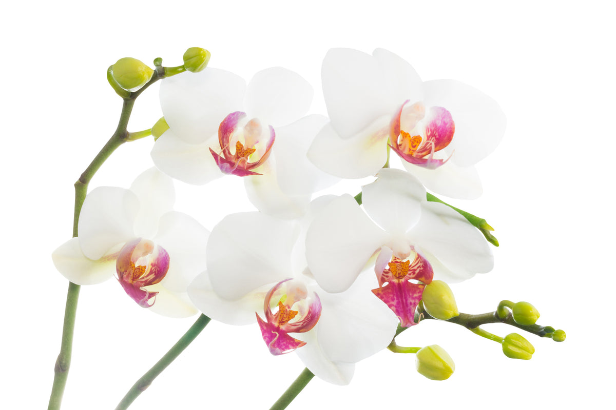 modern-3-piece-acrylic-print-orchids-love