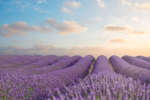 3-piece-aluminium-print-the-blooming-lavender-field