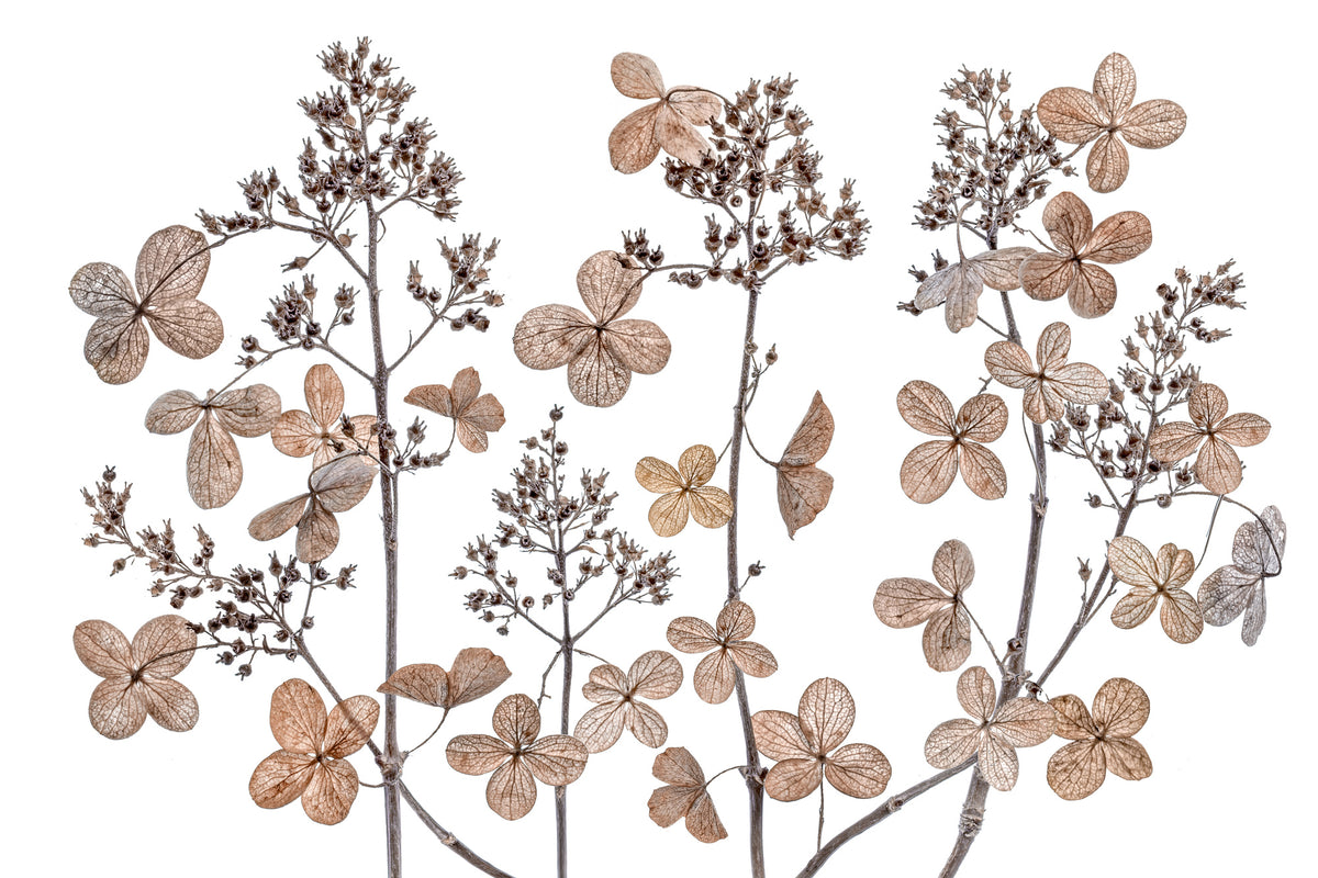 framedcanvas-print-hydrangea-paniculata-xmh