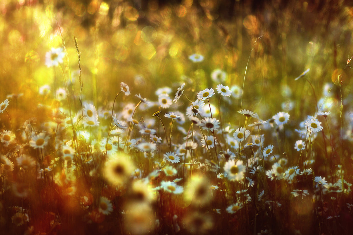 acrylic-print-wonderland