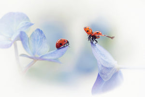 canvas-print-remember-me-x