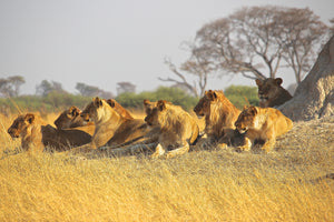 3-piece-canvas-print-lion-family
