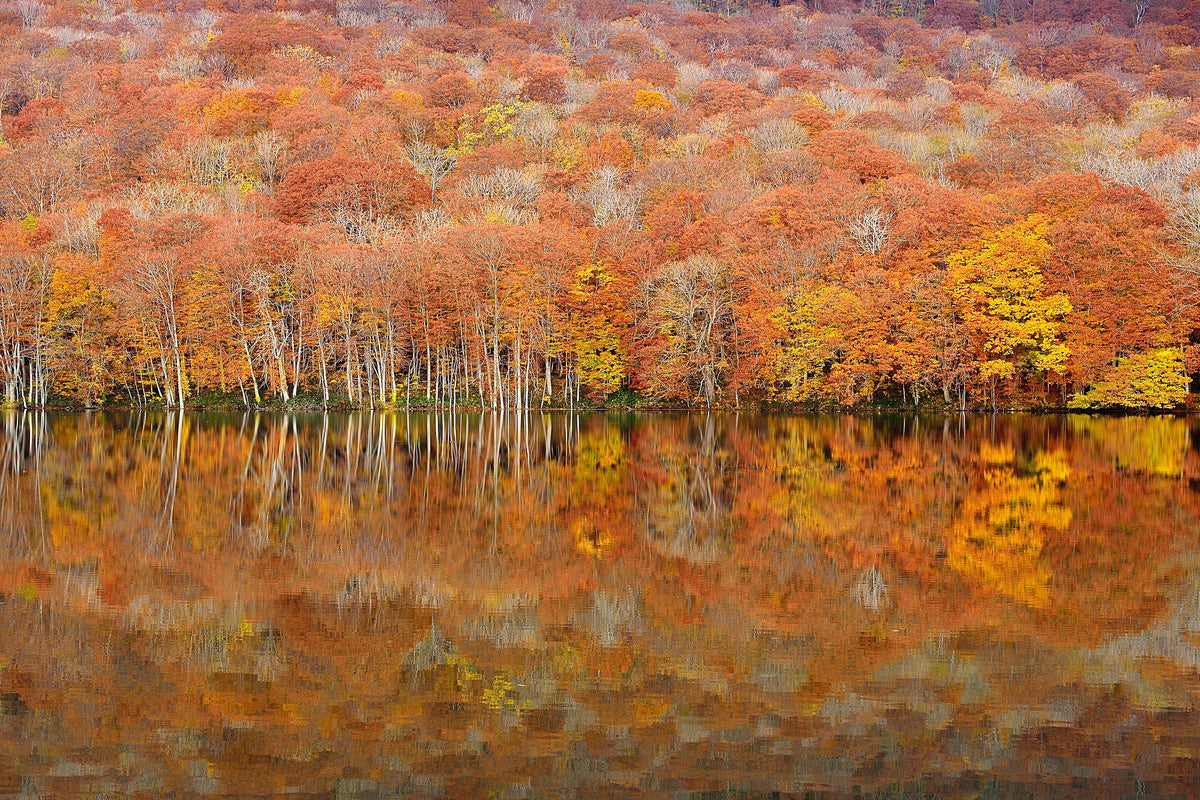 framedcanvas-print-glowing-autumn-x