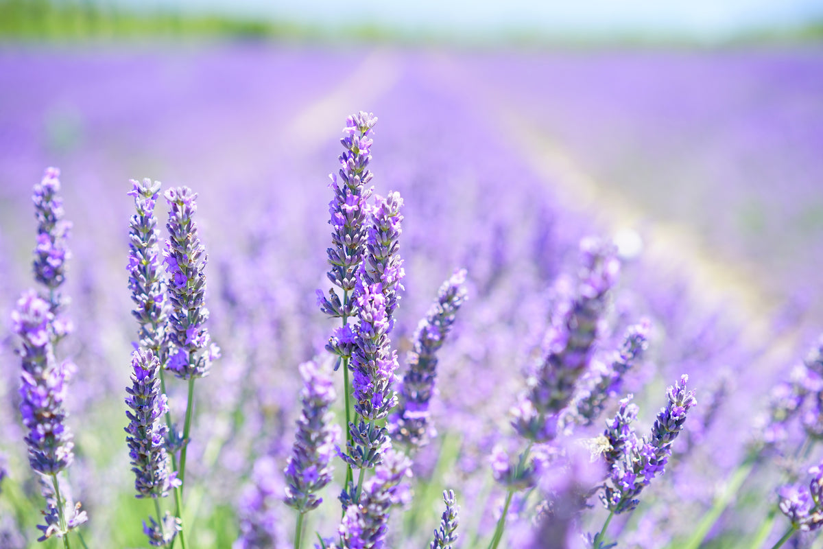 3-piece-acrylic-print-the-lavender-blossom