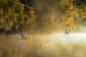 canvas-print-egret