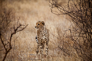 modern-3-piece-canvas-print-elegant-cheetah