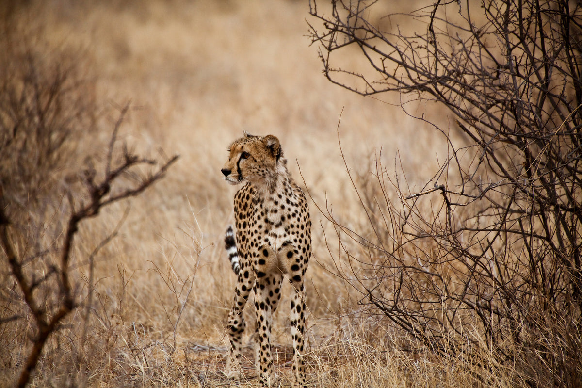 modern-3-piece-canvas-print-elegant-cheetah
