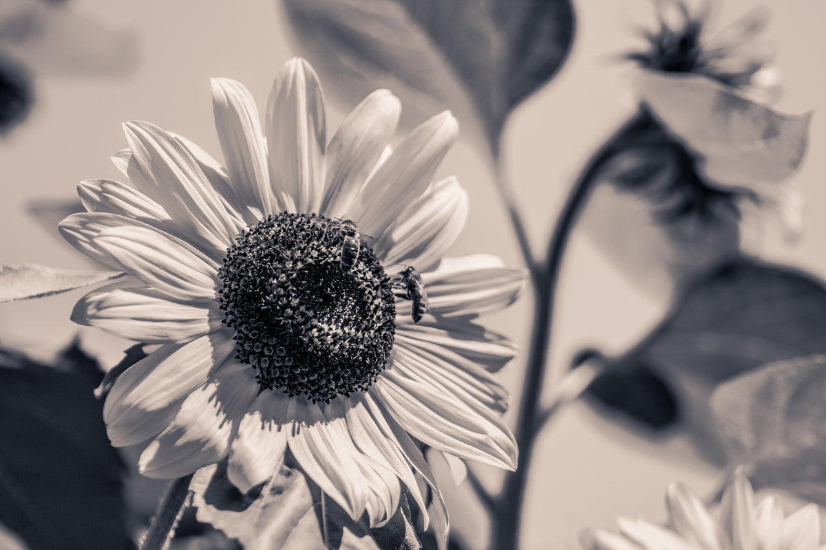 3-piece-acrylic-print-bees-on-the-sunflower-sw