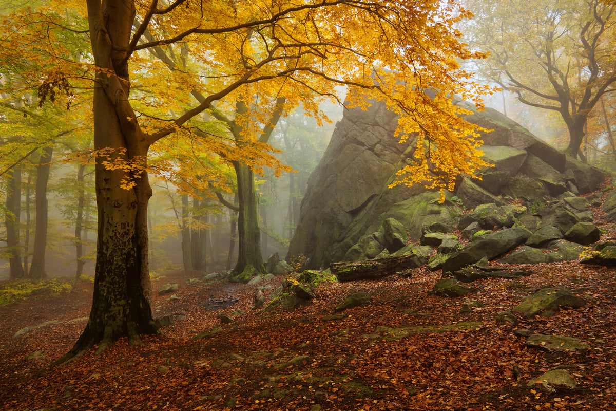 aluminium-print-autumn-forest-x