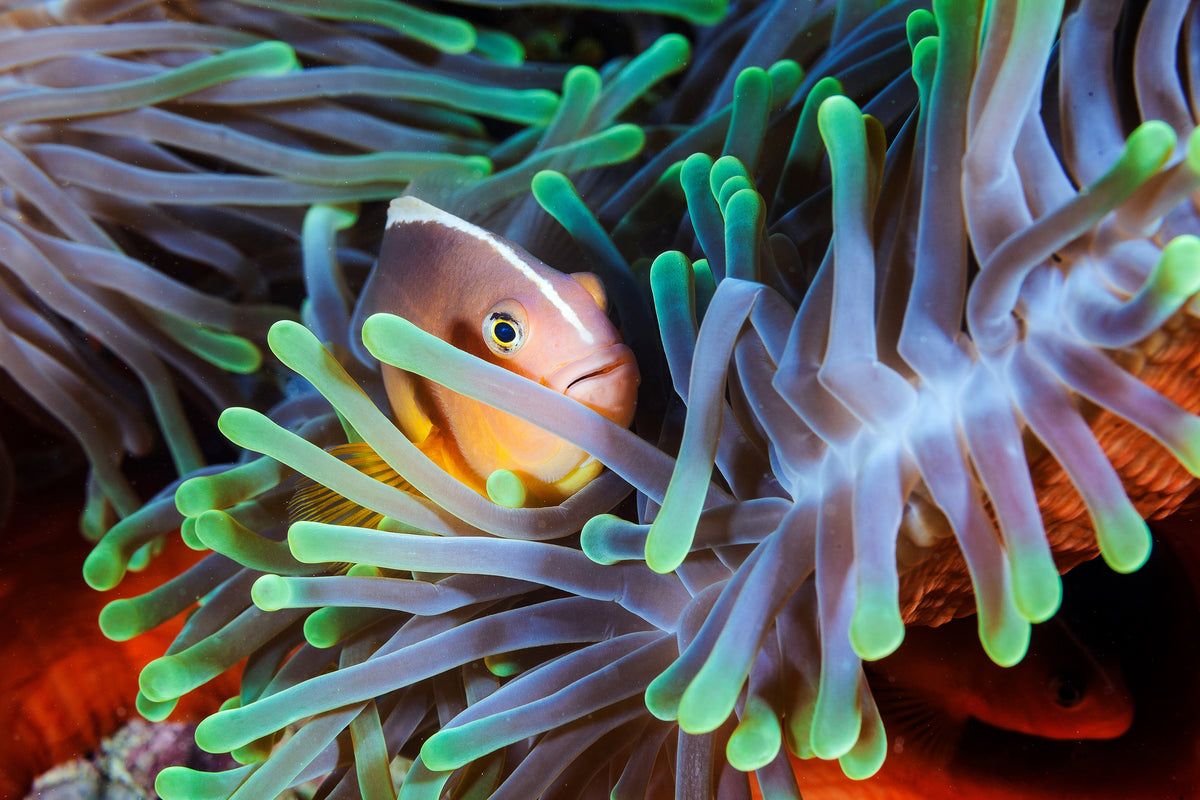 3-piece-acrylic-print-clownfish