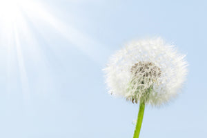 poster-print-dandelion-in-sunbeam