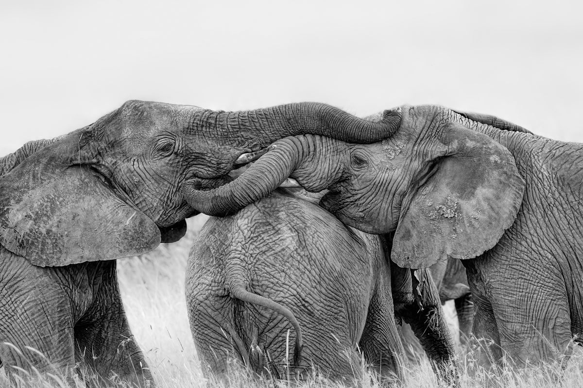 framedposter-print-elephant-playing-x