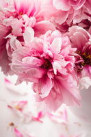 aluminium-print-peonies