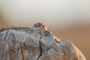 modern-3-piece-aluminium-print-little-owl