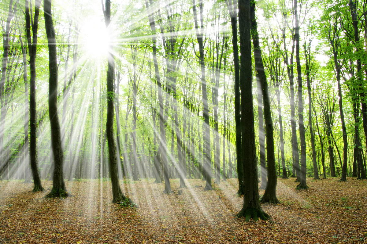 modern-3-piece-canvas-print-magic-light-in-the-trees