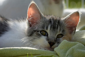 acrylic-print-in-love-with-kitten