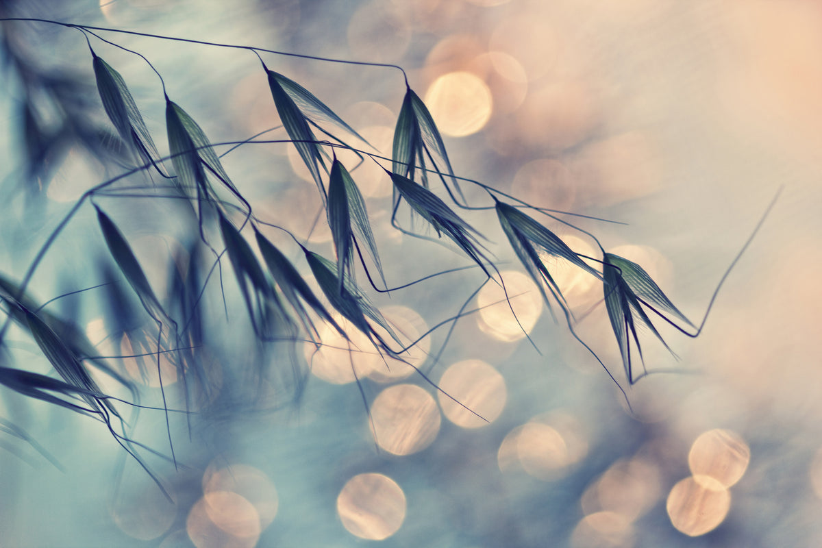 framedcanvas-print-straws