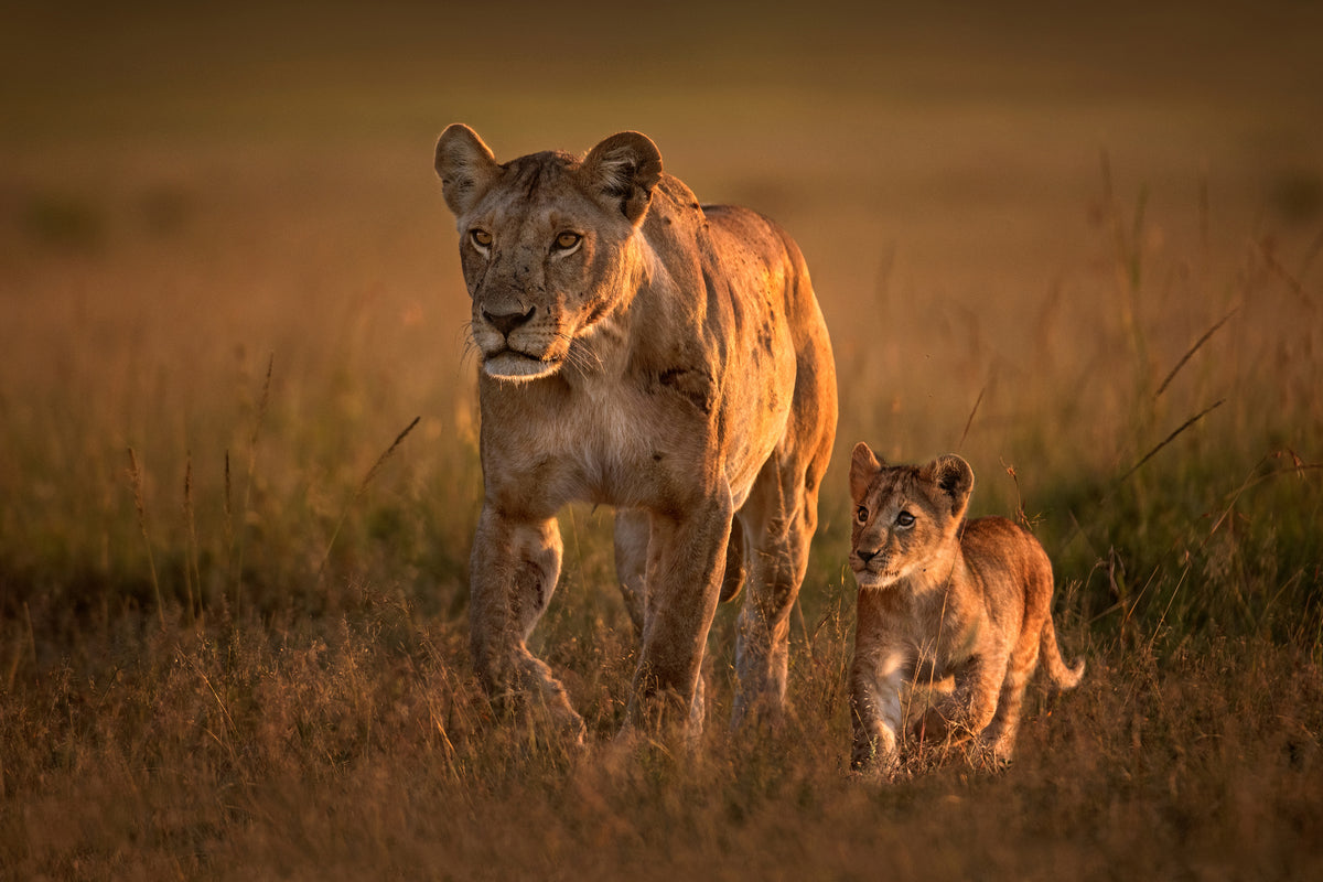 framedposter-print-mom-lioness-with-cub-x