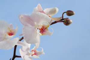 acrylic-print-orchid-in-the-sky