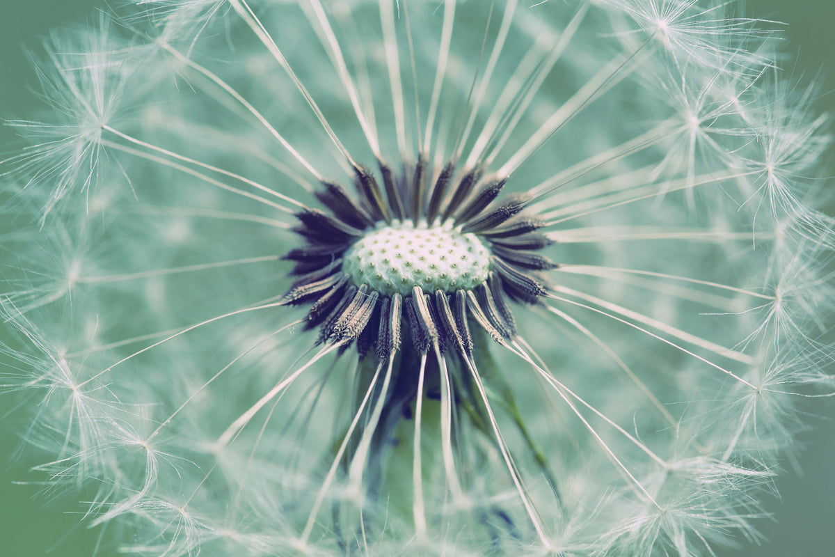 3-piece-canvas-print-close-up-dandelion