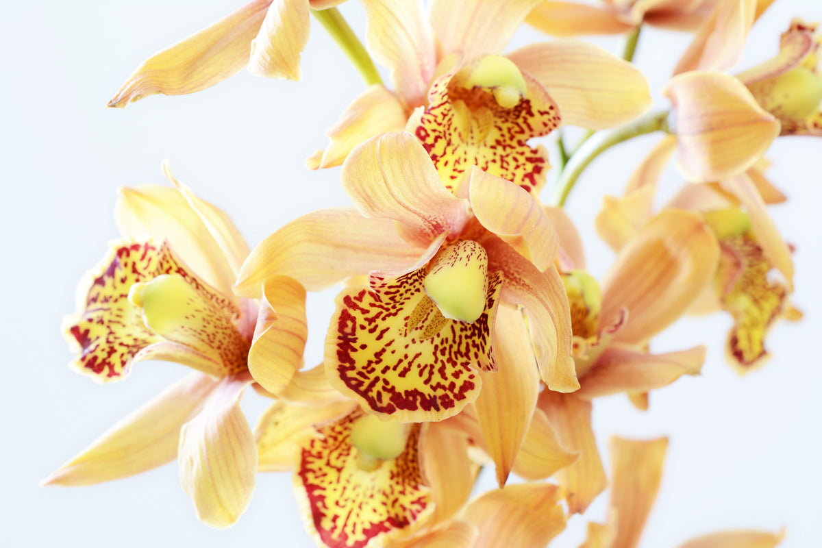 modern-3-piece-acrylic-print-yellow-orchid