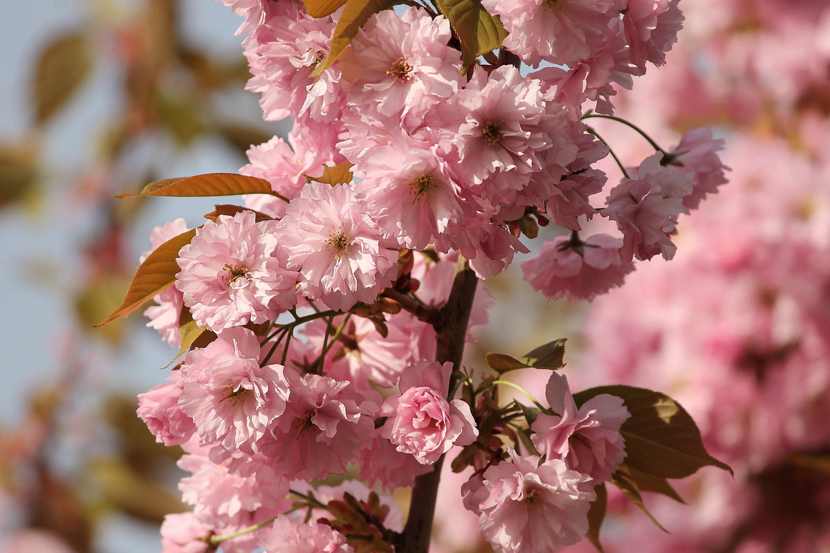framedposter-print-the-ornamental-cherry
