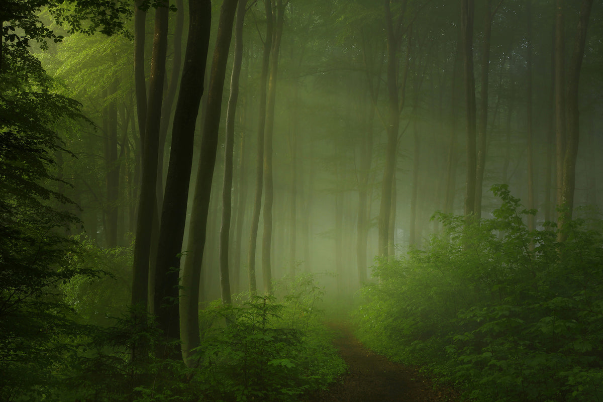 framedposter-print-forest-morning