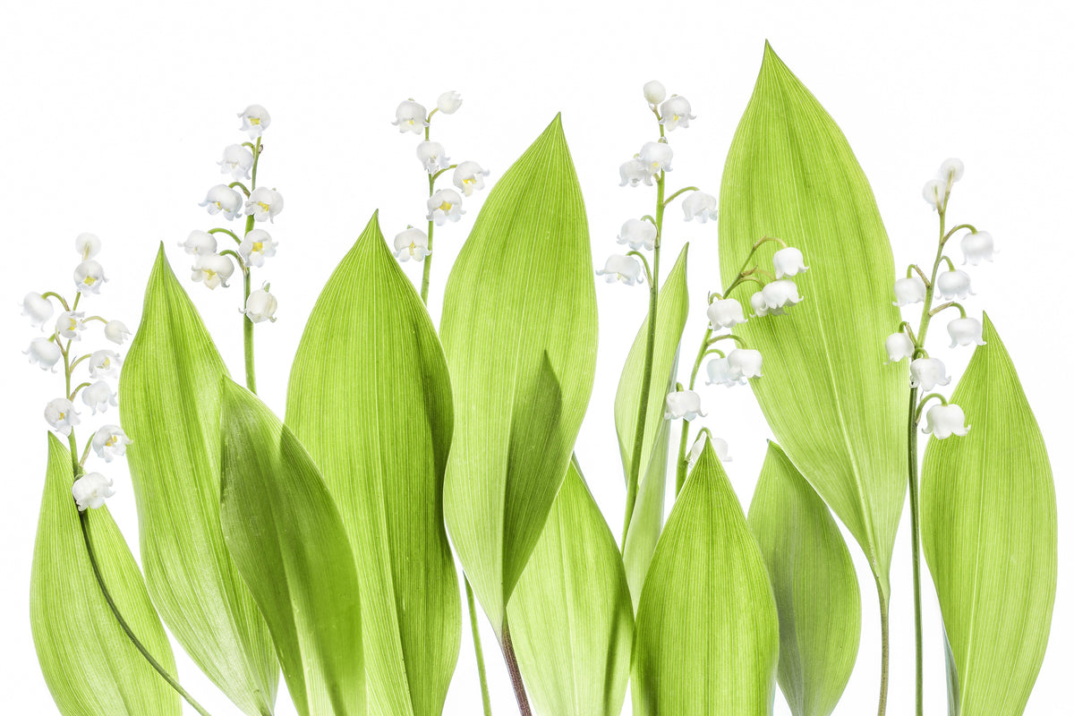 3-piece-acrylic-print-lily-of-the-valley