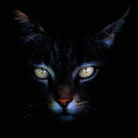 poster-print-cat