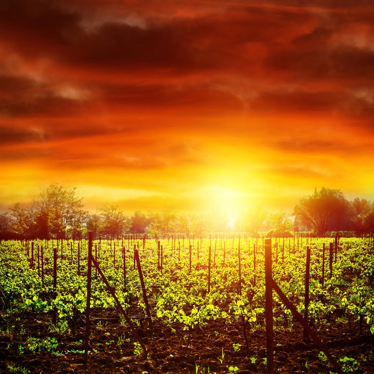 aluminium-print-the-vineyard-at-sunset