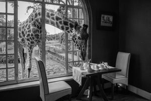 acrylic-print-breakfast-time-x