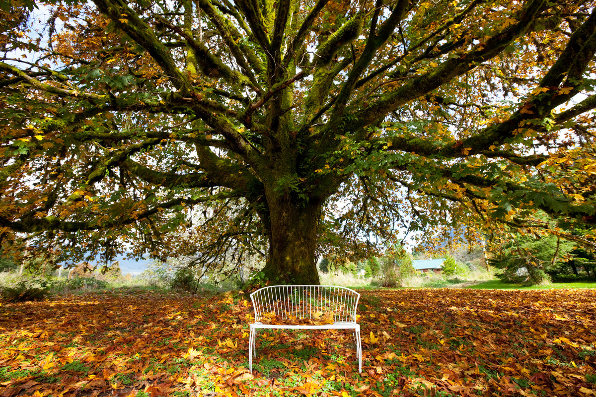 modern-3-piece-aluminium-print-my-favorite-tree