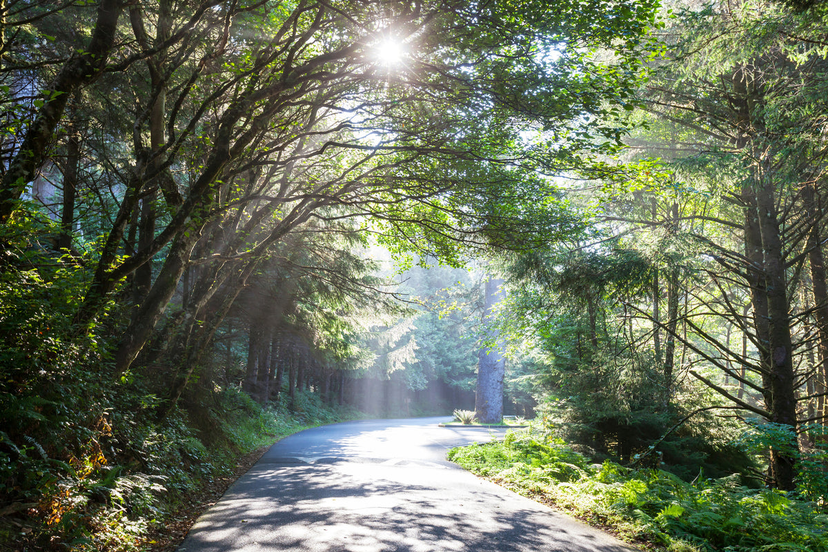 aluminium-print-sunny-forest-path