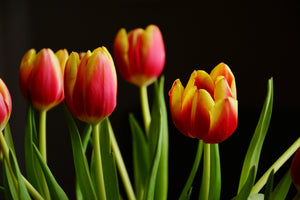 3-piece-canvas-print-colorful-tulips