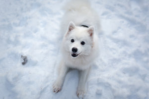framedcanvas-print-dogs-joy-in-the-snow